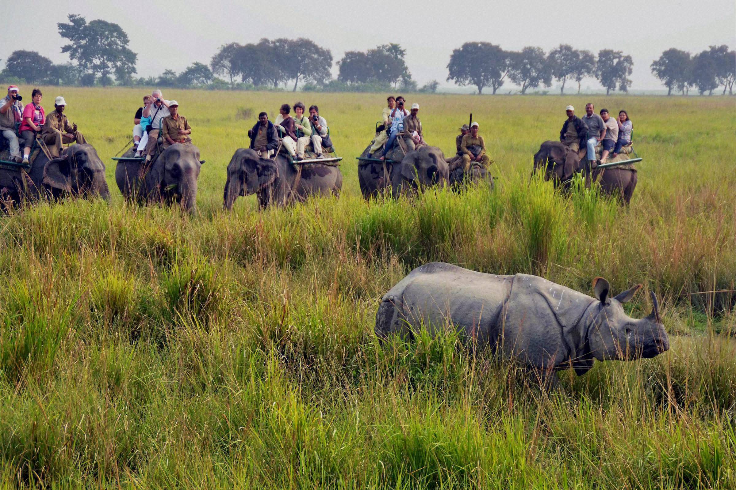 KazirangaNationalPark_PTI.jpg