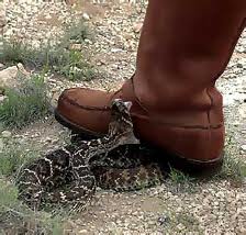 Snake+biting+boot.jpg