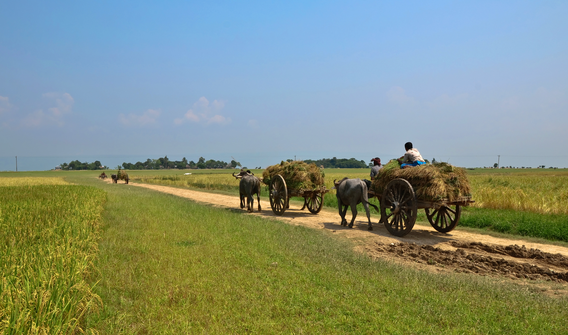 Agriculture_of_Bangladesh_8.jpg