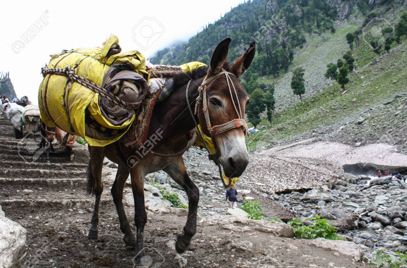 85405505-donkey-carrying-heavy-supplies-and-luggage-on-the-mountain.jpg