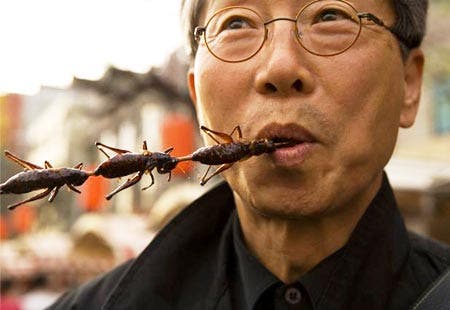 eating-insects.jpeg