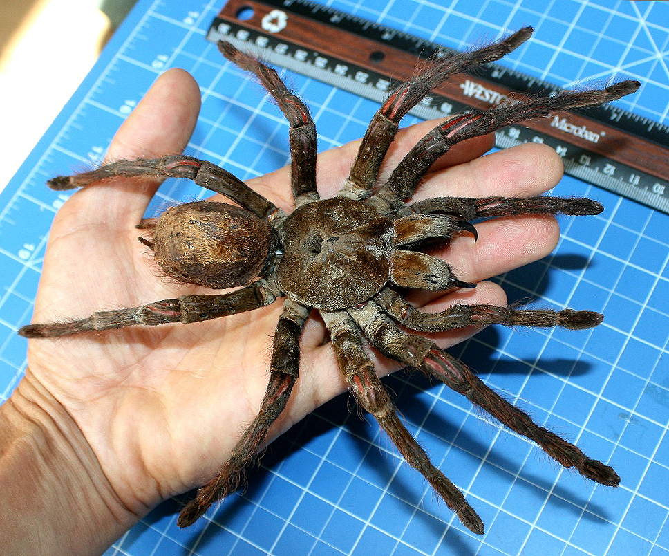 Theraphosa-blondi_3.jpg