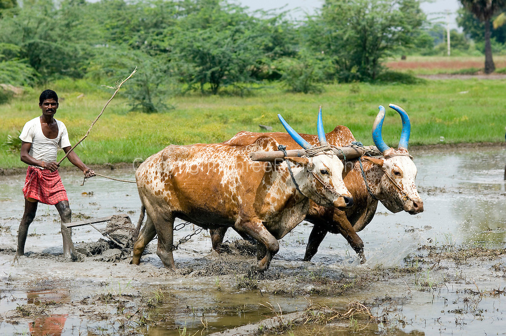 India-Ploughing-a-field-for-rice-cultivation.jpg