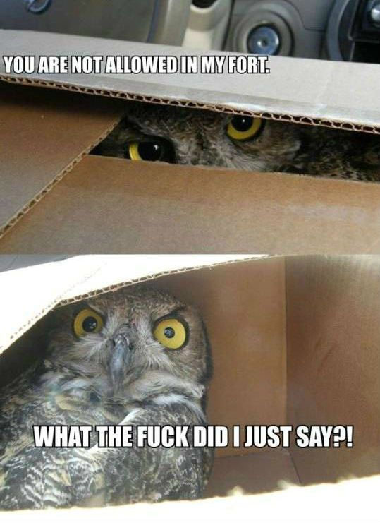 Hilariously-Adorable-Owl-Memes-13.jpg