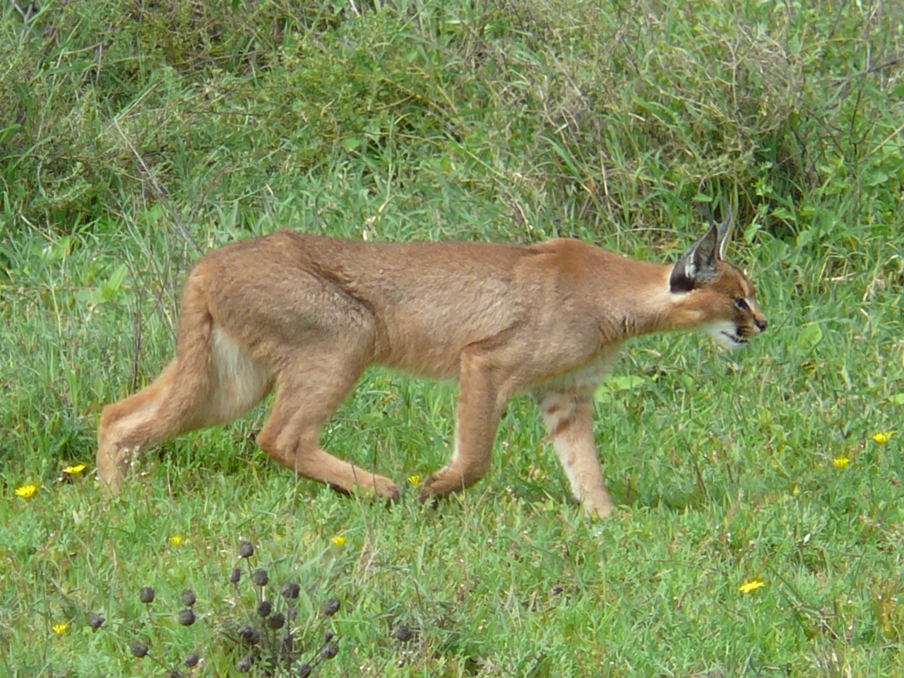 Caracal_hunting_in_the_serengeti.jpg