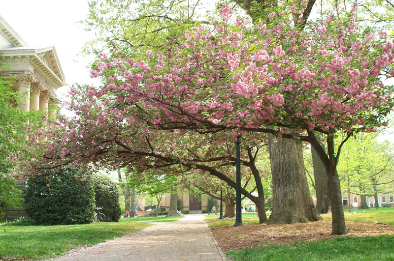 spring-in-chapel-hill-pink-flowering-tree-1.jpg