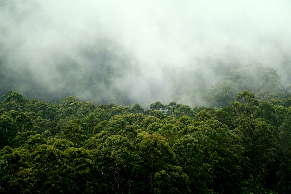 0006-kodai-mist-jpg_103633.jpg