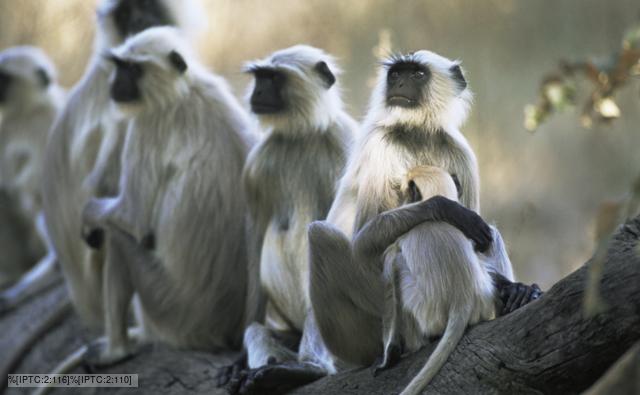 gray_langur_1.jpg