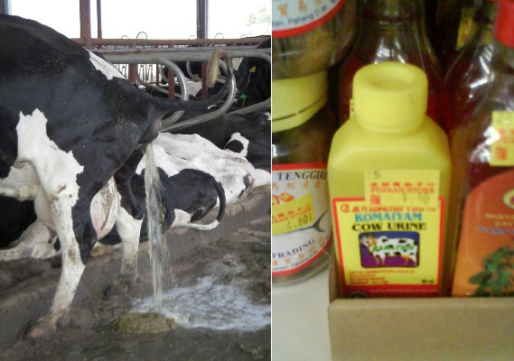 cow-urine-web2.jpg