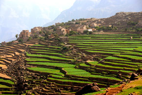 terraced-fields-dira-yeme_S.jpg