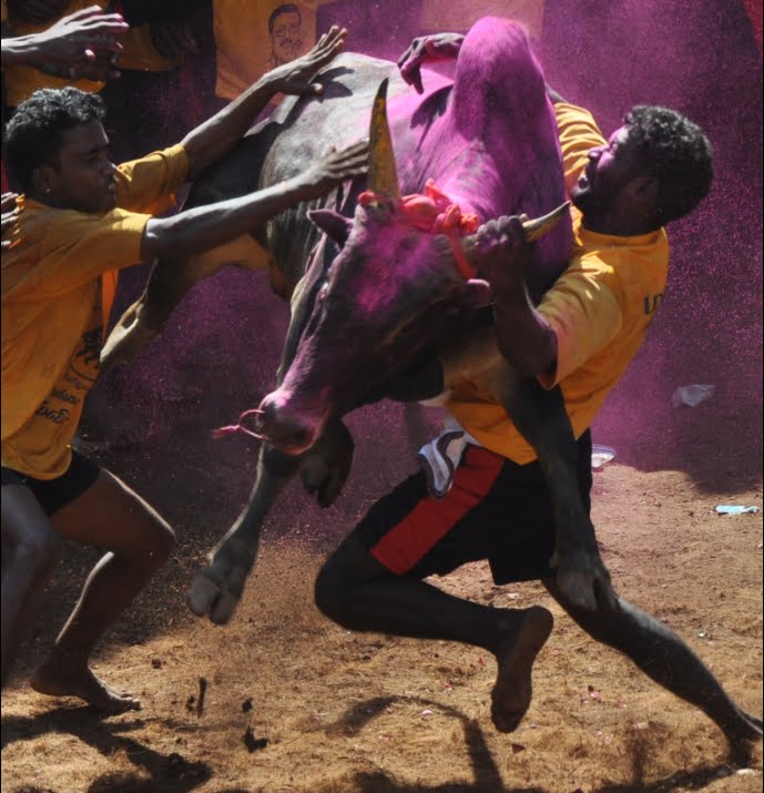 Bull_Taming%2C_Alanganallur%2C_India.jpg