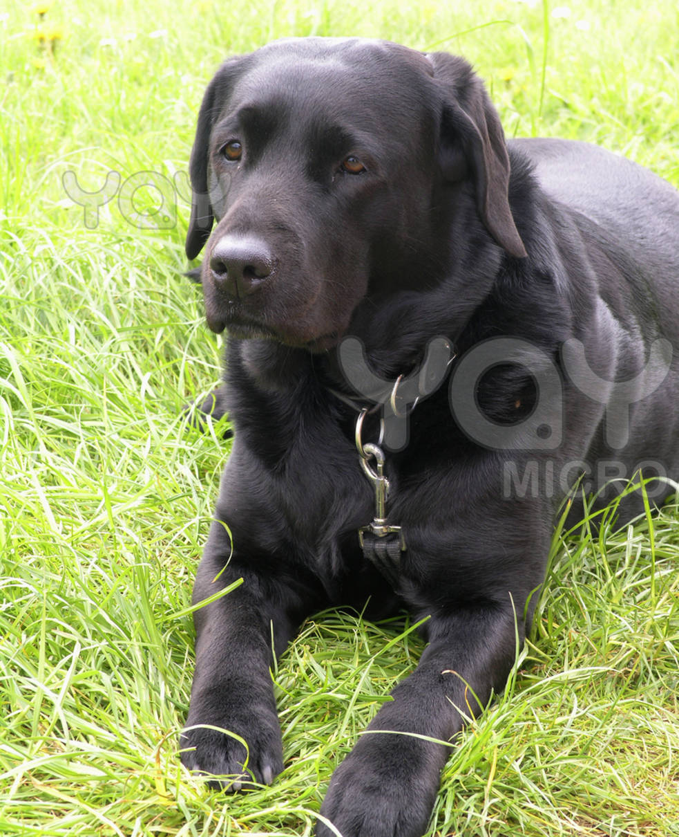 black-labrador-dog-72fb77.jpg