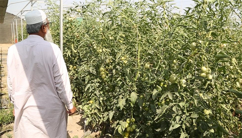 Sino techs expected to raise Pakistan tomato production