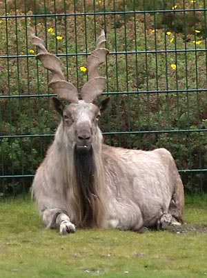 markhor-jpg.220216