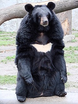 250px-Ursus_thibetanus_3_%28Wroclaw_zoo%29.JPG