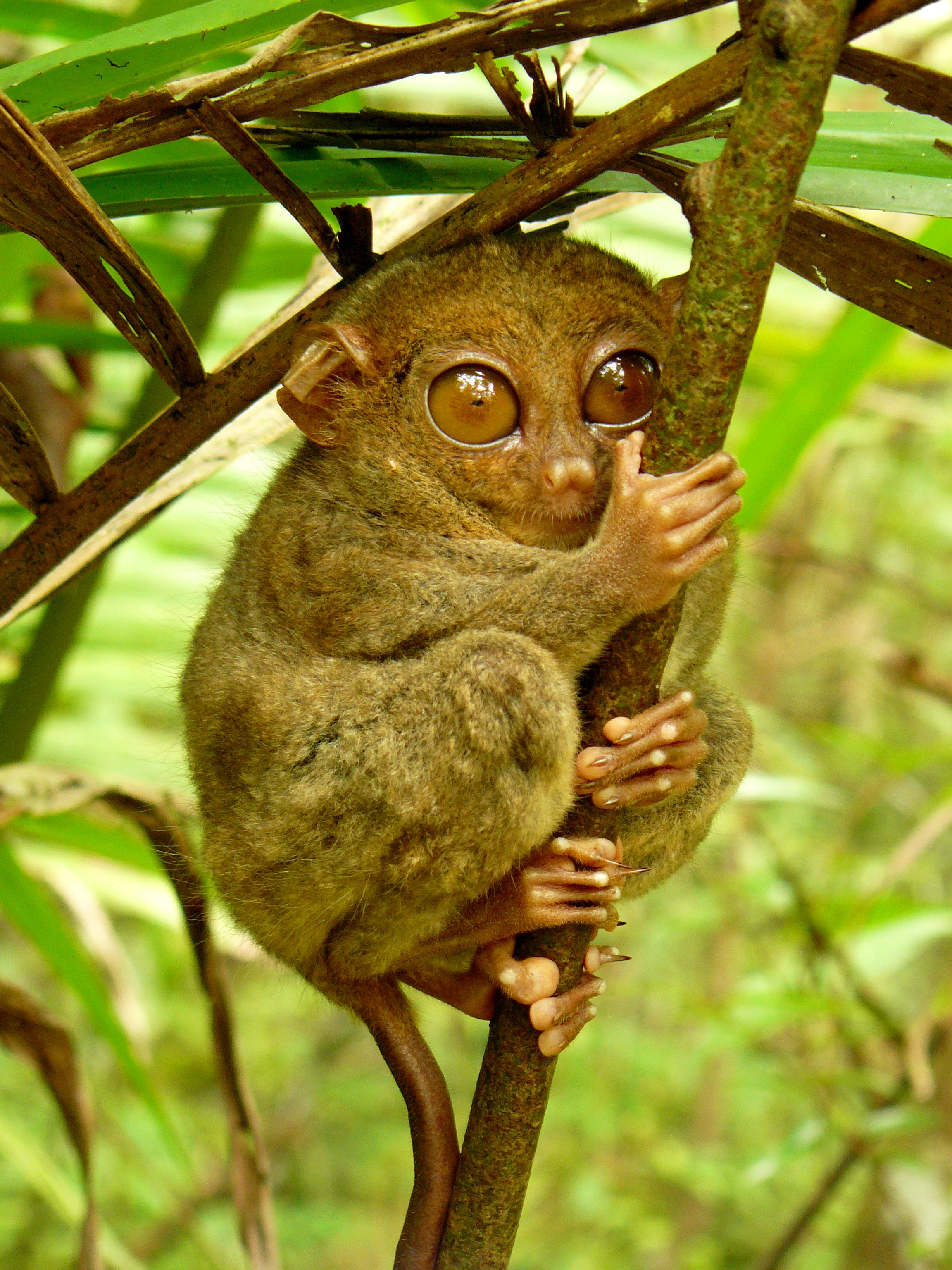 Tarsier_Hugs_Mossy_Branch.jpg