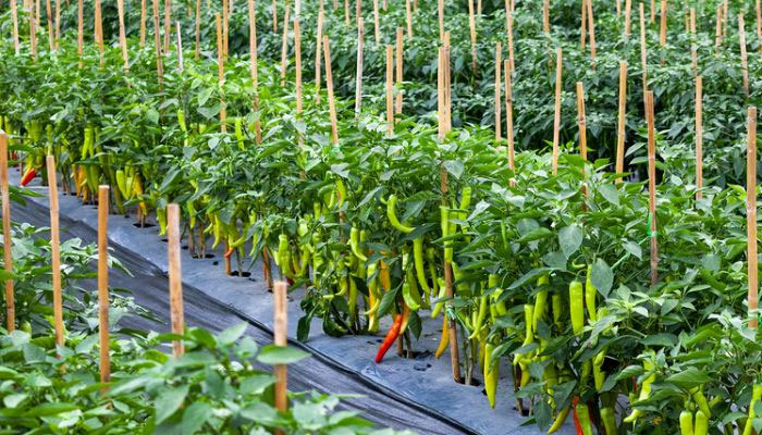 ‘Pilot project of chilli farm at 100 acres completed’