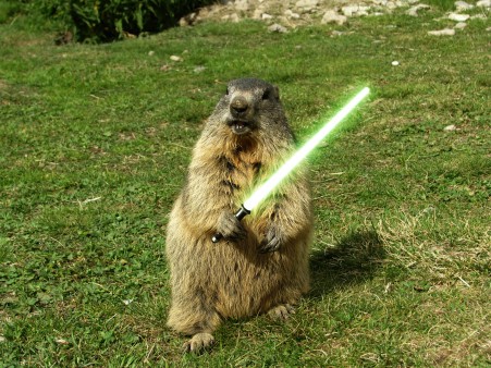 jedi-animal_774777455.jpg