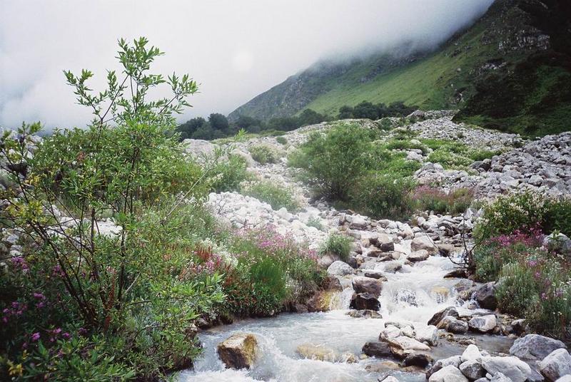 6461d1186847523-valley-of-flowers-and-hemkund-sahib-f1070025.jpg