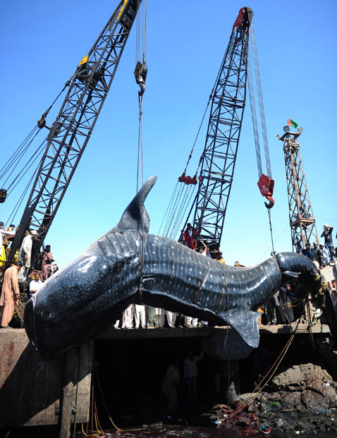 gty_whale_shark_pakistan_1_wy_120207_vblog.jpg