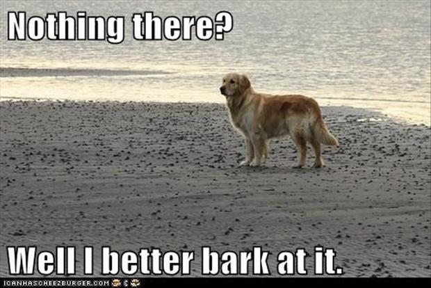 funny-dog-barking-at-nothing.jpg