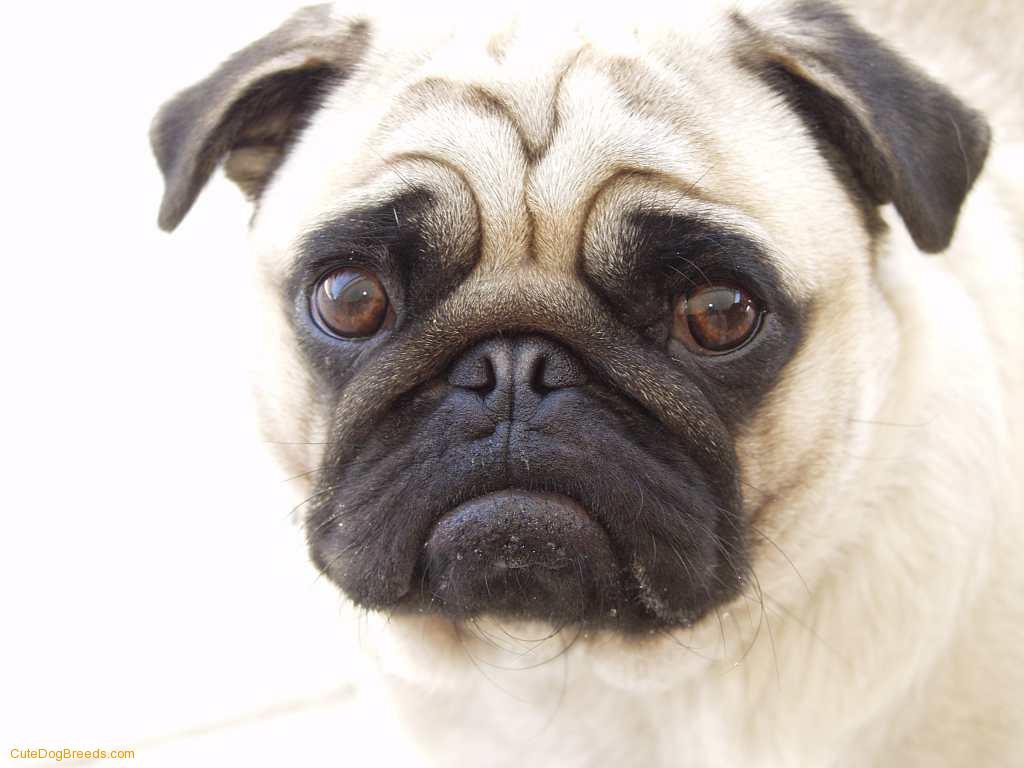 dog-pug.jpg