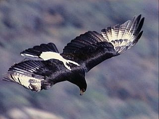 1.BlackEagle.jpg