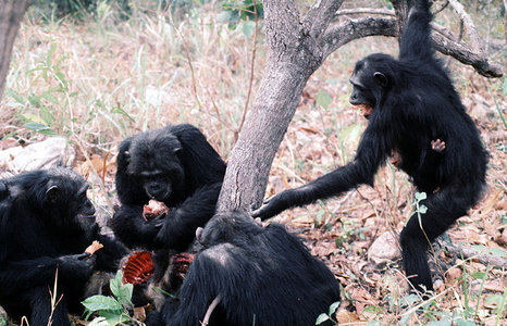 chimp_pred2.300a.jpg