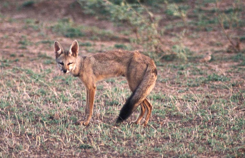 800px-Indianfox.jpg