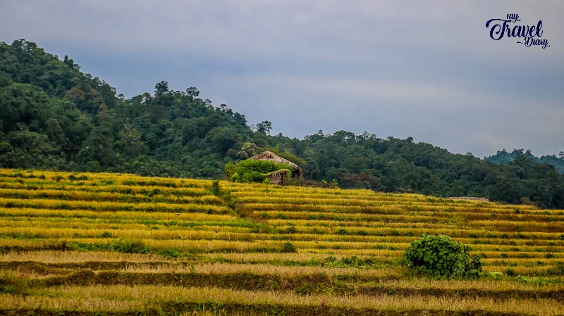 Step-farming-in-Ledum-Village_Arunachal-Pradesh.jpg