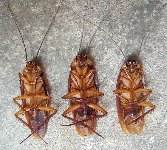 dead-cockroaches-robbakerorg.jpg