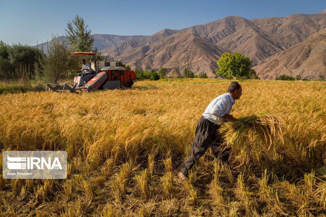 Production of grains in Iran