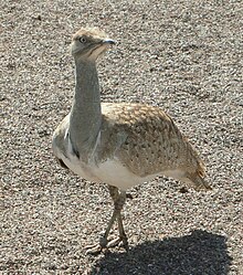 220px-Houbara035.JPG