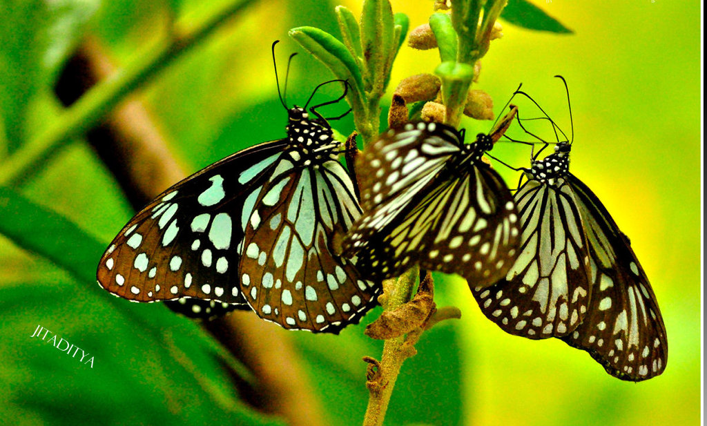 butterflies-at-kumarakom-bird-sanctuary-.jpg