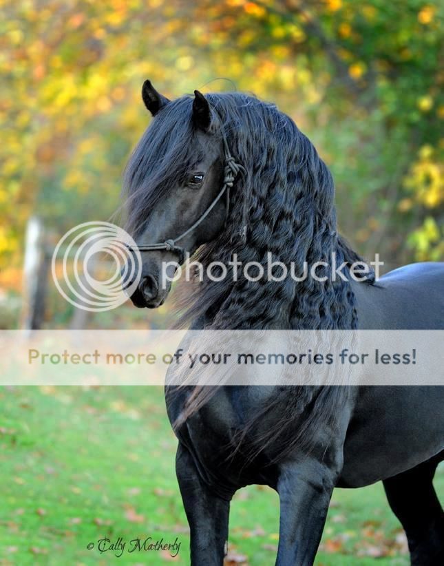 BlackHors.jpg