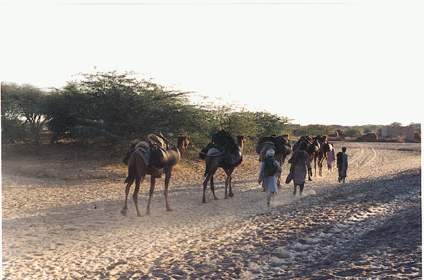 cholistan.jpg