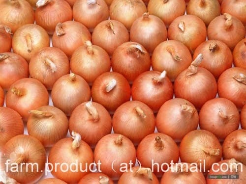 onion_rellow_onion_Chinese_onion_supplier_Chinese_onion_exporter.JPG