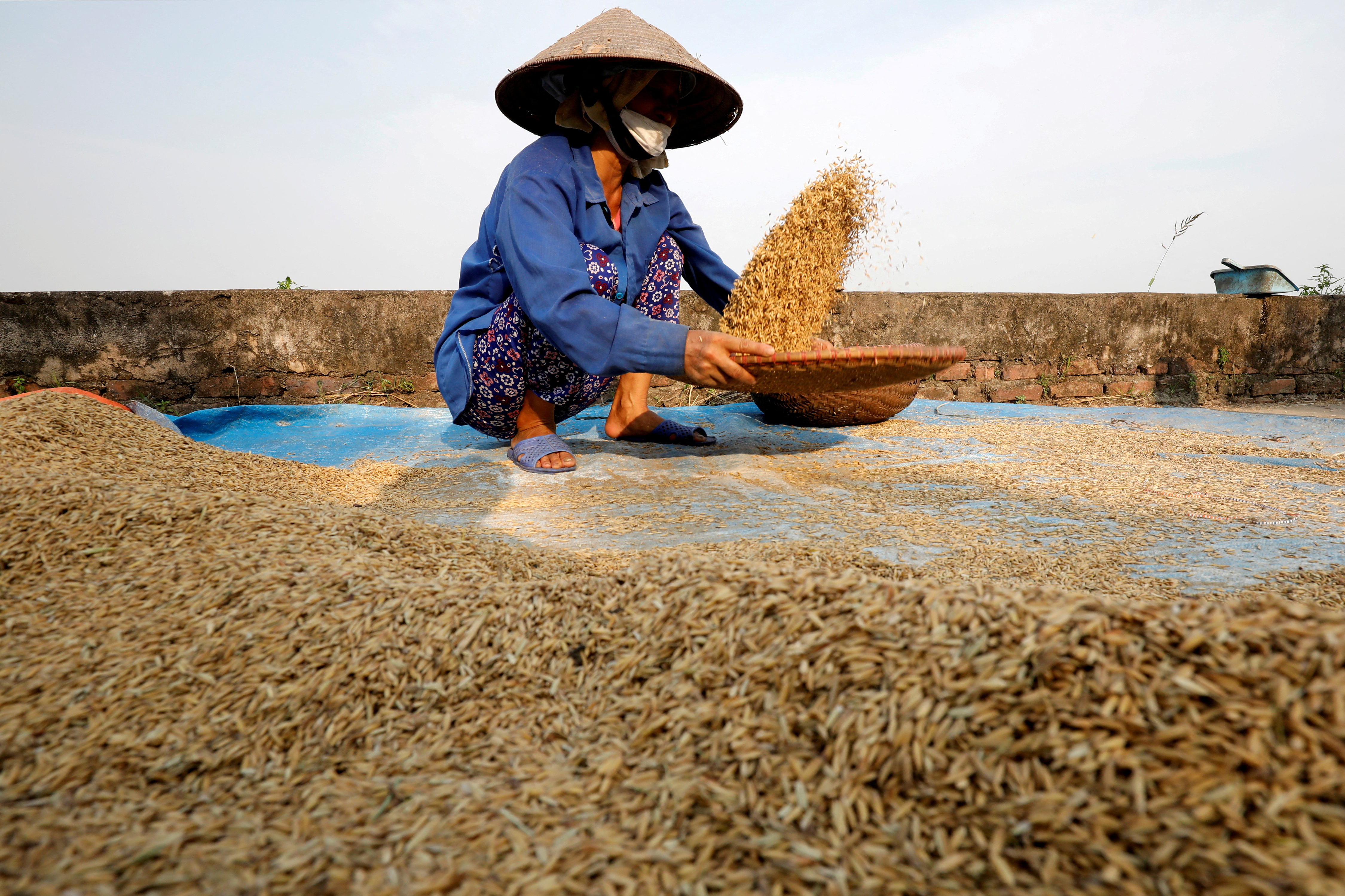 A farmer harvests rice by a paddy field outside Hanoi