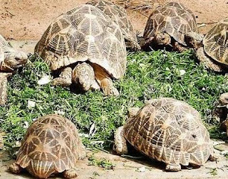 indian_star_tortoise4.jpg