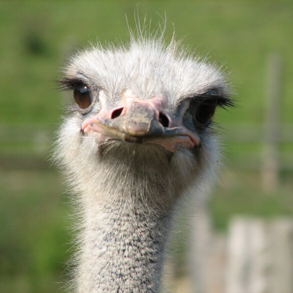 ostrich2-585x585.jpg