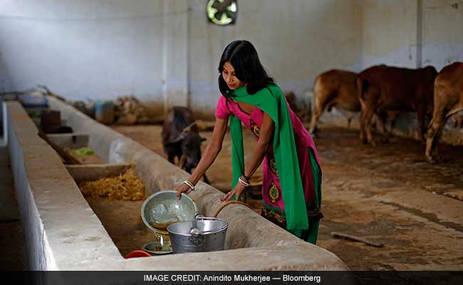 cow-urine-wp_650x400_61468908853.jpg