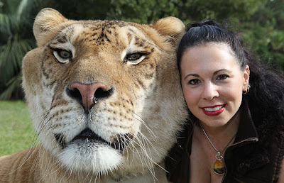 Hercules_biggest_liger_01.jpg