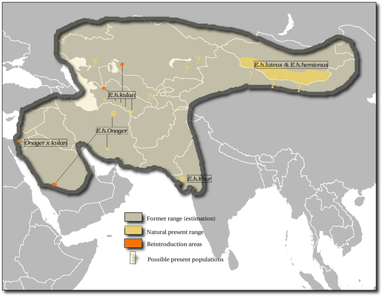 772px-Equus_hemionus_map.png