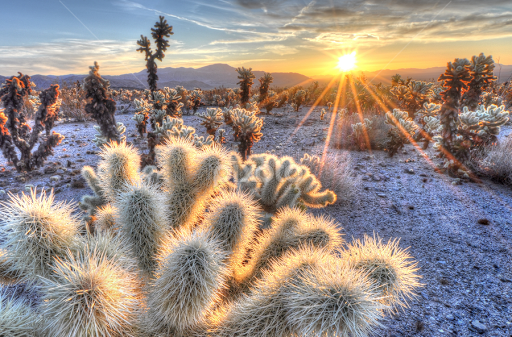 sunrise-above-cholla-cactus-5617603410132992.jpg