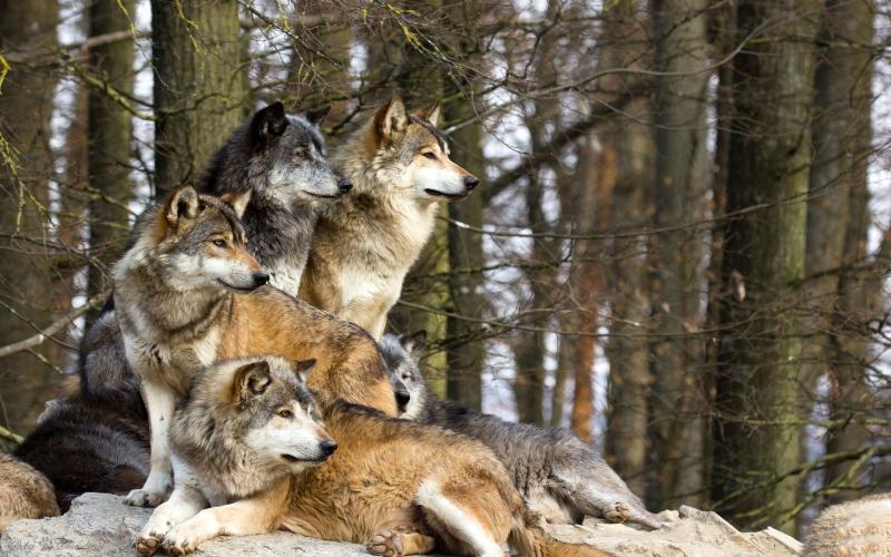 animals_other_pack_of_wolves_59219.jpg