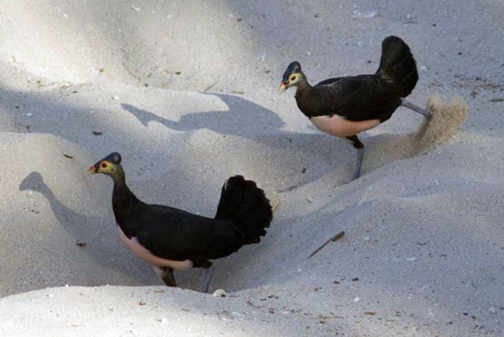 1207Maleo-pair-digging-cropped568.jpg