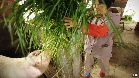 Pig farmer in China (14 March 2013)