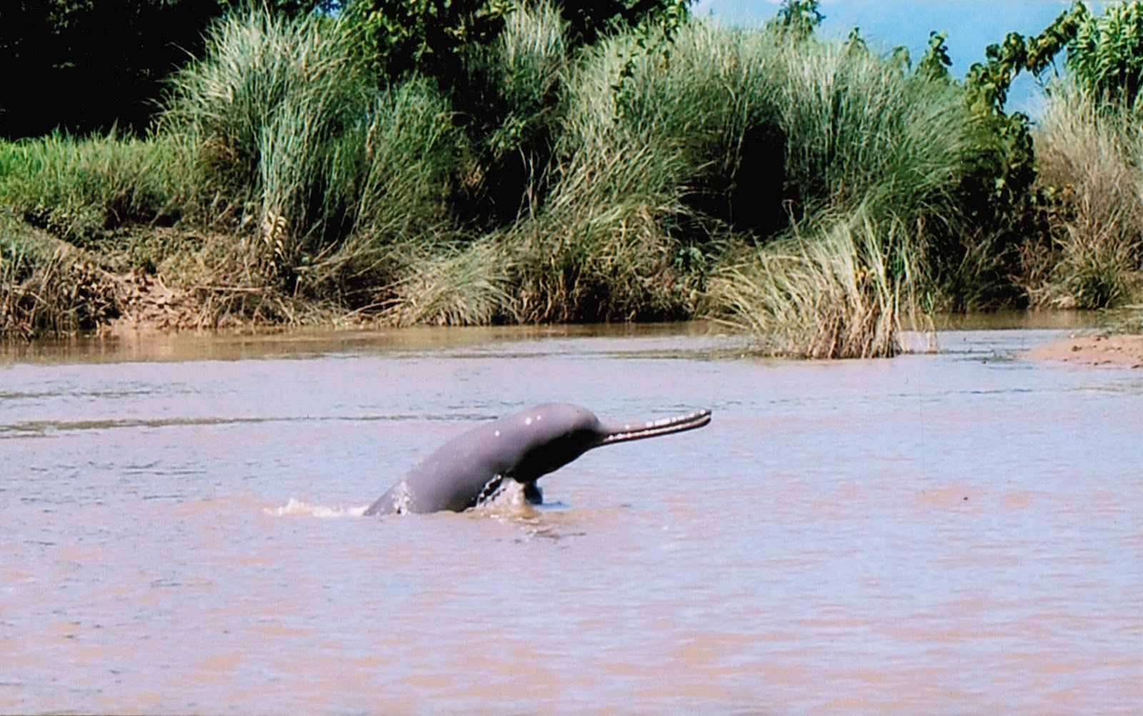 Ganges+River+Dolphin.jpg