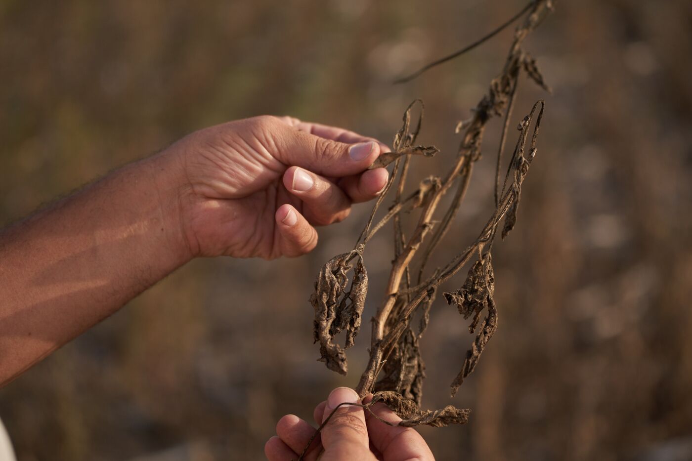 Argentina Soy Crop Forecast Slashed To Smallest On Record