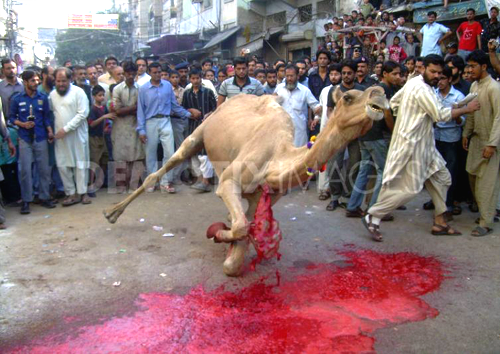 Camel%2BQurbani%2BEid%2Bul%2BAdha.png